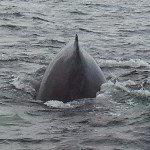 Maine Whale Watching Tour Pictures