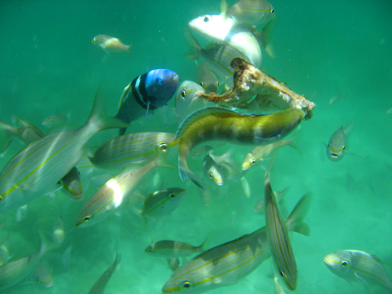 Los-Frailes-Snorkeling-Tour-Fish-Underwater