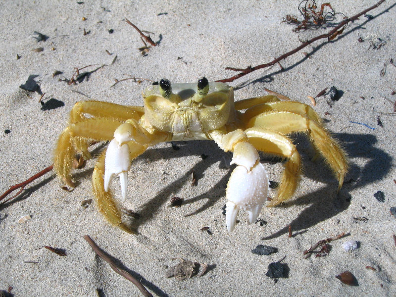 Playa-El-Agua-Crab
