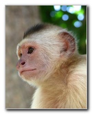 Laberinto-Tropical-Capuchin-Monkey