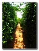 Laberinto-Tropical-Hedge-Maze