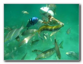 Los-Frailes-Snorkeling-Tour-Fish-Underwater