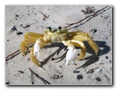 Playa-El-Agua-Crab