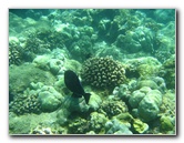 Mauna-Kea-Beach-Snorkeling-Kohala-Coast-Big-Island-Hawaii-025