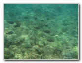 Mauna-Kea-Beach-Snorkeling-Kohala-Coast-Big-Island-Hawaii-054