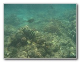 Mauna-Kea-Beach-Snorkeling-Kohala-Coast-Big-Island-Hawaii-132