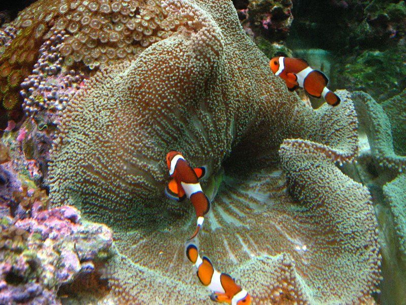 Mote-Marine-Aquarium-Sarasota-FL-029