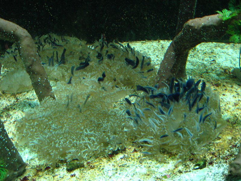 Mote-Marine-Aquarium-Sarasota-FL-031