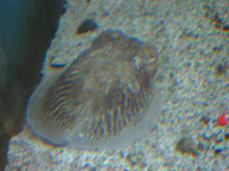 Mote-Marine-Aquarium-Sarasota-FL-045