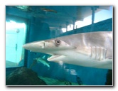 Mote-Marine-Aquarium-Sarasota-FL-059