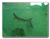 Mote-Marine-Aquarium-Sarasota-FL-064