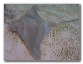 Mote-Marine-Aquarium-Sarasota-FL-073