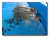 Mote-Marine-Aquarium-Sarasota-FL-086