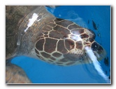 Mote-Marine-Aquarium-Sarasota-FL-087