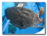 Mote-Marine-Aquarium-Sarasota-FL-088