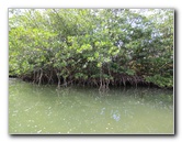 Oleta-River-State-Park-Blue-Moon-Kayaking-North-Miami-Beach-FL-006