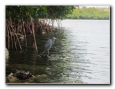Oleta-River-State-Park-Blue-Moon-Kayaking-North-Miami-Beach-FL-031