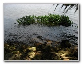 Palm-Point-Nature-Park-Newnans-Lake-Gainesville-FL-031