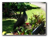 Panaewa-Rainforest-Zoo-and-Gardens-Hilo-Big-Island-Hawaii-002