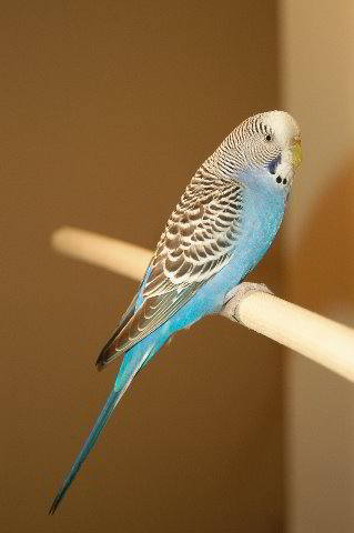 Parakeet-Pet-Birds-01
