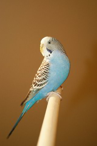 Parakeet-Pet-Birds-02