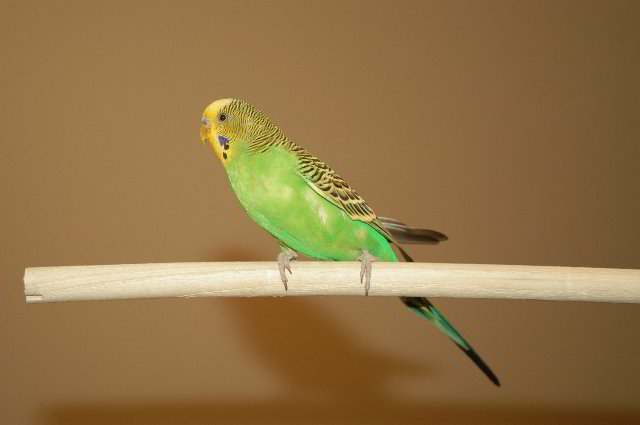 Parakeet-Pet-Birds-04
