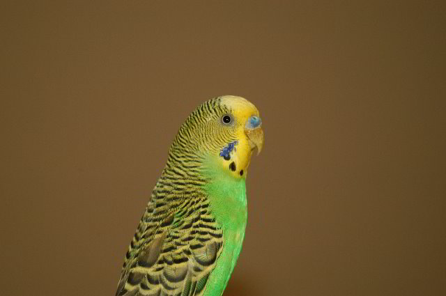 Parakeet-Pet-Birds-05