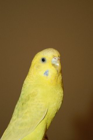 Parakeet-Pet-Birds-08