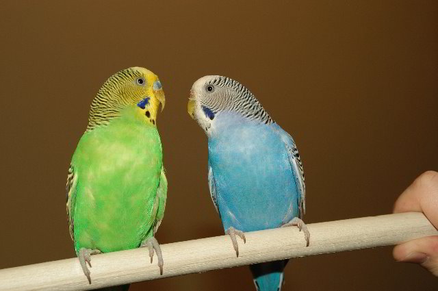 Parakeet-Pet-Birds-15