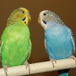 Parakeet Pictures - Pet Birds - Nikon D100 Images