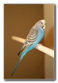 Parakeet-Pet-Birds-01