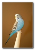 Parakeet-Pet-Birds-02