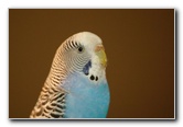 Parakeet-Pet-Birds-03