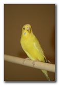 Parakeet-Pet-Birds-07