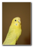 Parakeet-Pet-Birds-08