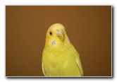 Parakeet-Pet-Birds-10