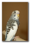 Parakeet-Pet-Birds-11