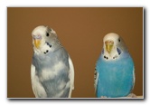 Parakeet-Pet-Birds-12