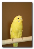 Parakeet-Pet-Birds-13