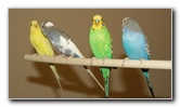 Parakeet-Pet-Birds-16