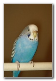 Parakeet-Pet-Birds-20