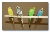 Parakeet-Pet-Birds-21