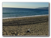 Point-Dume-State-Beach-Malibu-CA-006