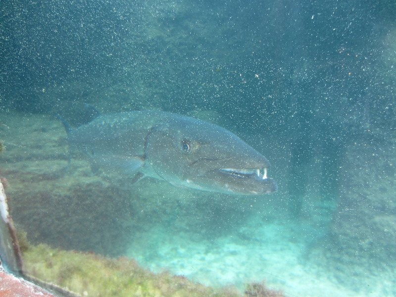 Predator-Lagoon-Underwater-Tunnel-Sharks-Atlantis-Bahamas-009