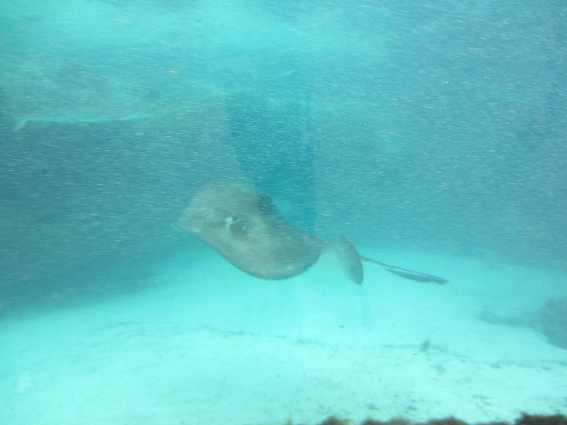 Predator-Lagoon-Underwater-Tunnel-Sharks-Atlantis-Bahamas-010