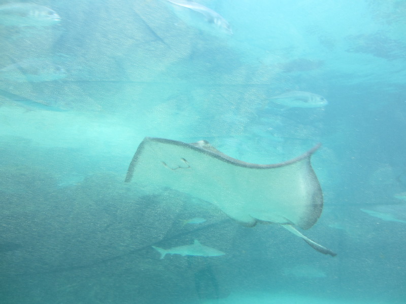 Predator-Lagoon-Underwater-Tunnel-Sharks-Atlantis-Bahamas-011