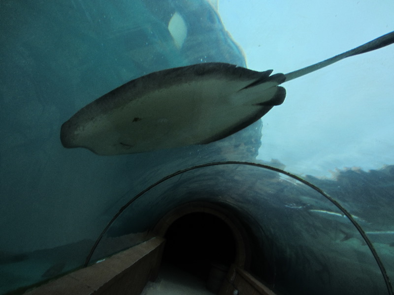 Predator-Lagoon-Underwater-Tunnel-Sharks-Atlantis-Bahamas-014