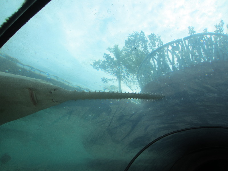Predator-Lagoon-Underwater-Tunnel-Sharks-Atlantis-Bahamas-020