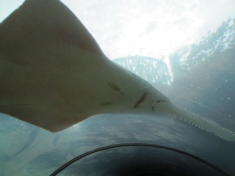Predator-Lagoon-Underwater-Tunnel-Sharks-Atlantis-Bahamas-021
