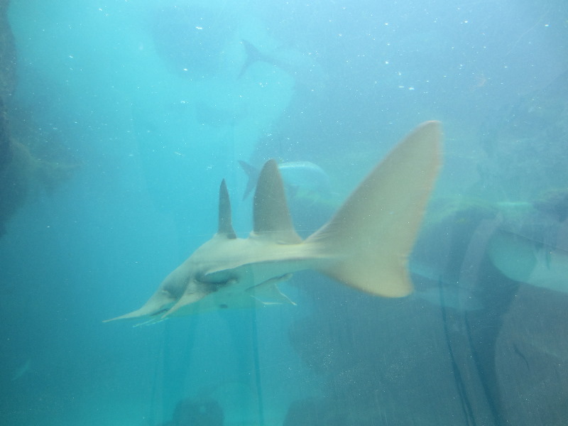 Predator-Lagoon-Underwater-Tunnel-Sharks-Atlantis-Bahamas-023